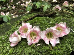 Bretschneidera sinensis