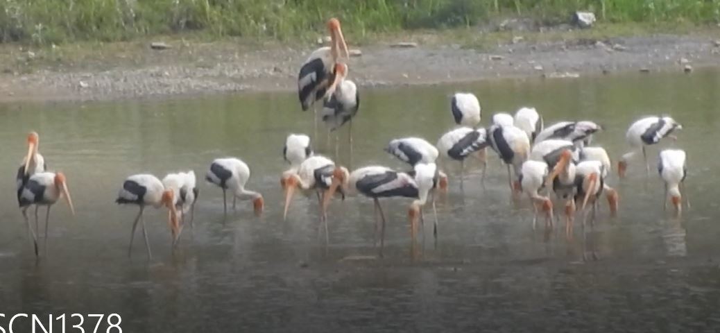 Painted Stork