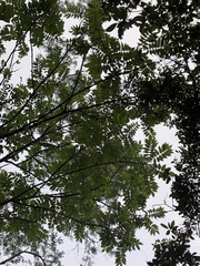 Bretschneidera sinensis