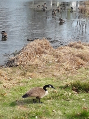 Branta canadensis