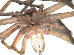Araneae