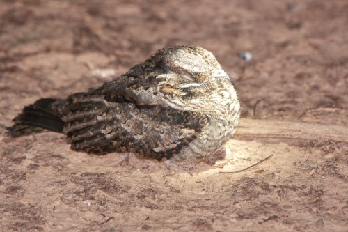 Rufous Nightjar (Antrostomus rufus), photo 10