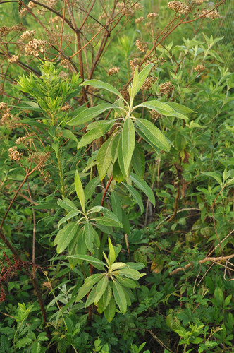 hairy corkwood (Leitneria pilosa)