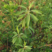 Leitneria pilosa - Photo (c) johnwilliams, algunos derechos reservados (CC BY-NC), subido por johnwilliams