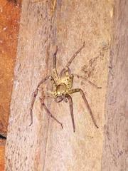 Heteropoda venatoria