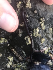 Nemalion elminthoides