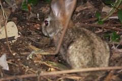 Sylvilagus brasiliensis