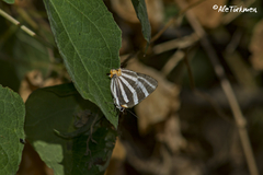 Panthiades bathildis