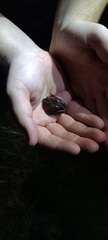 Pseudacris hypochondriaca