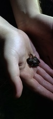 Pseudacris hypochondriaca
