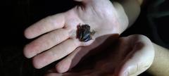 Pseudacris hypochondriaca