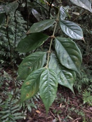 Lasianthus hispidulus