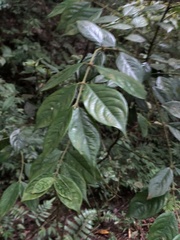Lasianthus hispidulus
