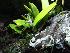 Epidendrum ciliare
