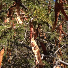 Painteria leptophylla