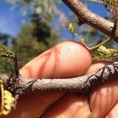 Painteria leptophylla