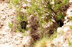 Phacellodomus striaticeps