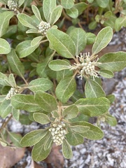 Croton argyranthemus