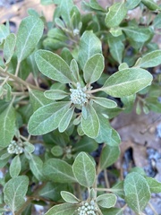 Croton argyranthemus