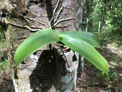 Peristeranthus hillii