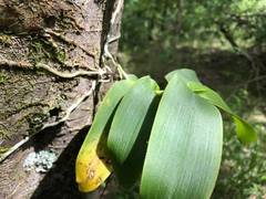 Peristeranthus hillii