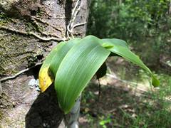 Peristeranthus hillii