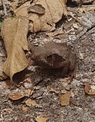 Rhinella hoogmoedi