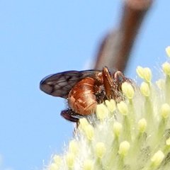 Myopa vicaria