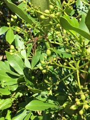 Pseudopanax lessonii