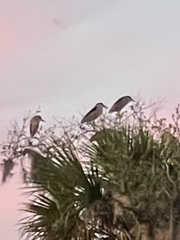 Nycticorax nycticorax image