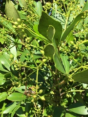 Pseudopanax lessonii