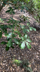 Pseudopanax lessonii