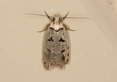 Scatochresis