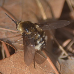 Bombylius