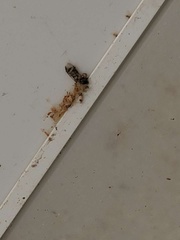 Pterygota