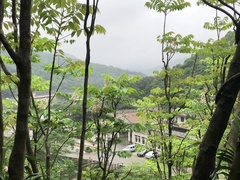 Bretschneidera sinensis