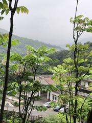 Bretschneidera sinensis