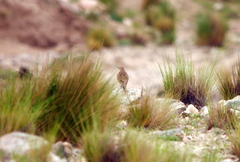 Geositta tenuirostris