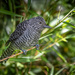 Bar-crested Antshrike - Photo (c) jonathancoley, some rights reserved (CC BY-NC)