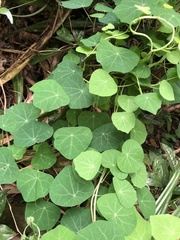 Stephania cephalantha