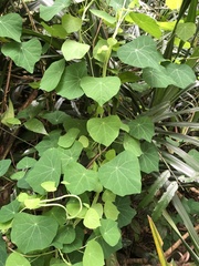 Stephania cephalantha