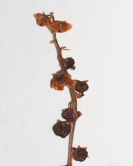 Pyrola minor