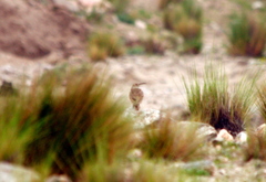 Geositta tenuirostris