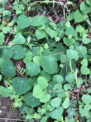 Stephania cephalantha