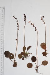 Pyrola minor