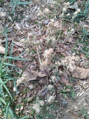 Pseudognaphalium affine