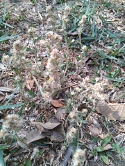 Pseudognaphalium affine