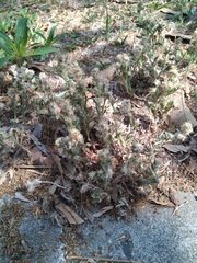 Pseudognaphalium affine
