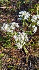 Valerianella amarella