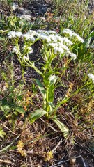 Valerianella amarella